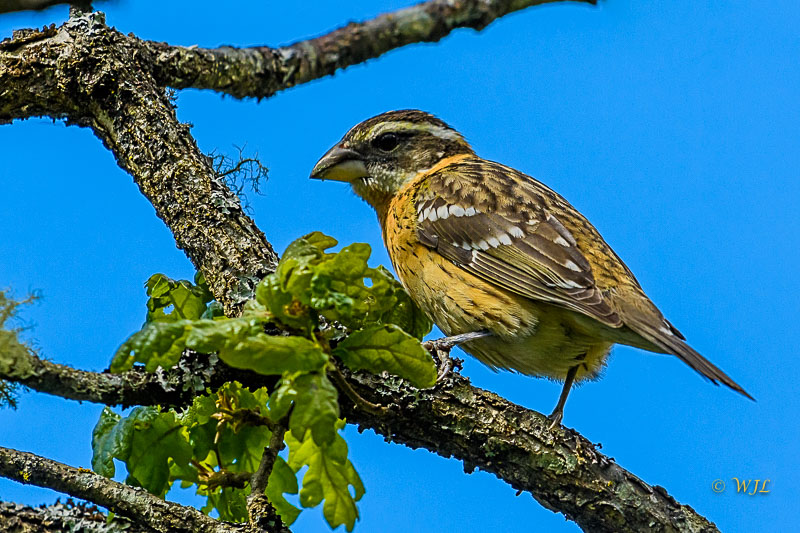William LabbéBlack-headed Grosbeak