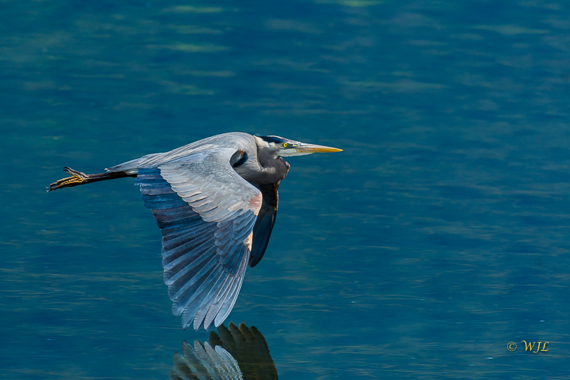 William LabbéGreat Blue Heron
