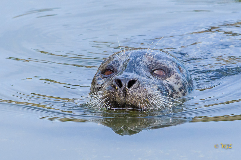 William LabbéHarbour Seal