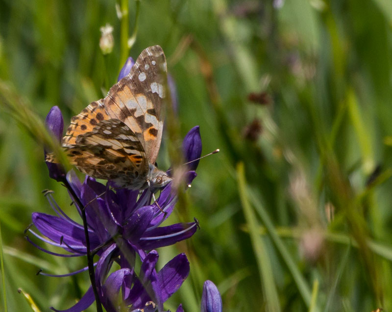 Carl Erland  Moth in the Camas Patch