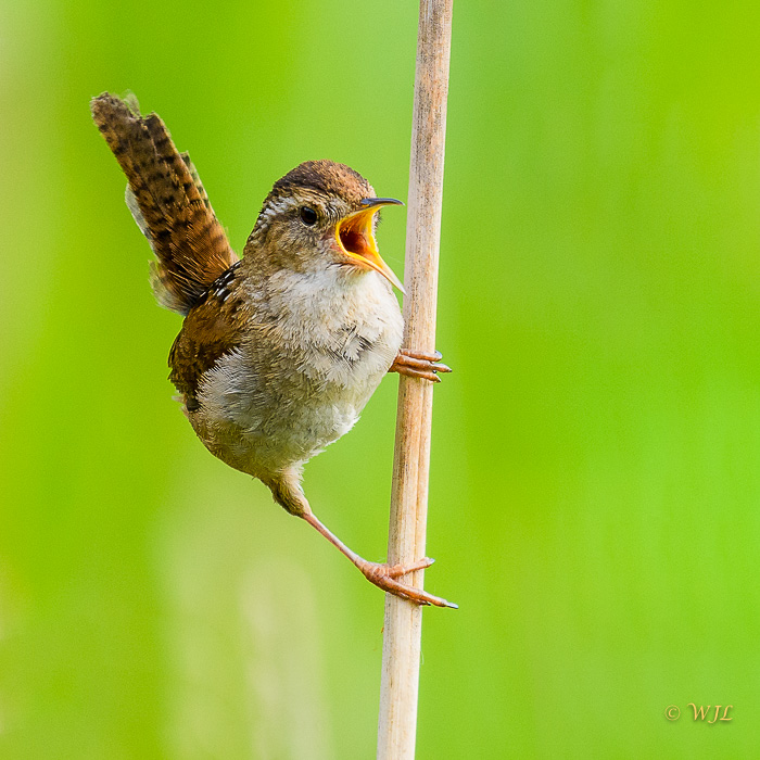 William LabbéMarsh Wren