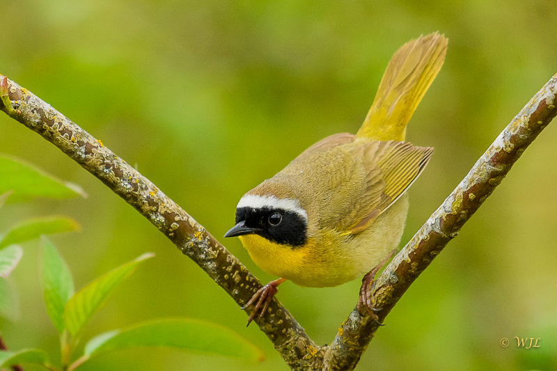 William LabbéCommon Yellowthroat