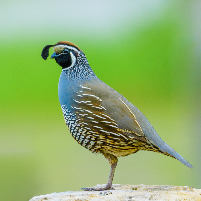 William LabbéCalifornia Quail