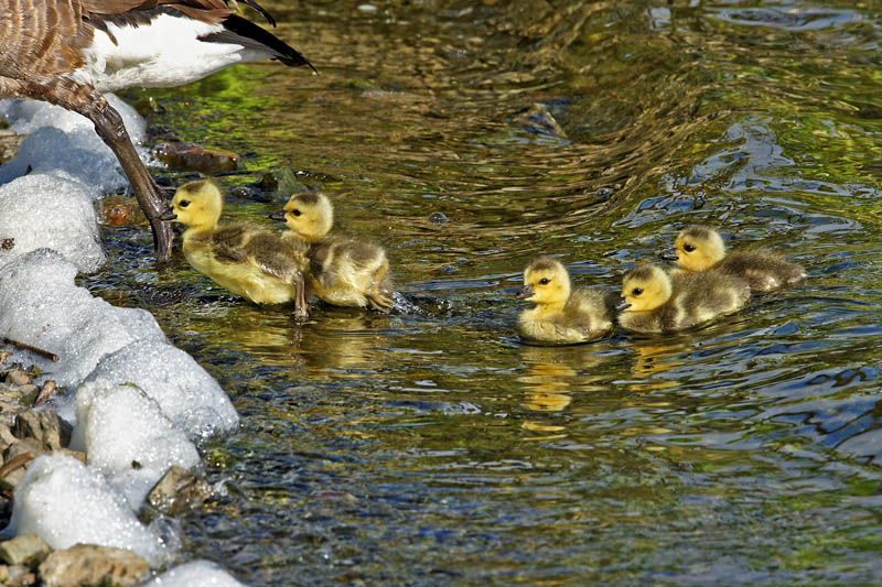 M.E.RosenCanada Geese Chicks Rolling In