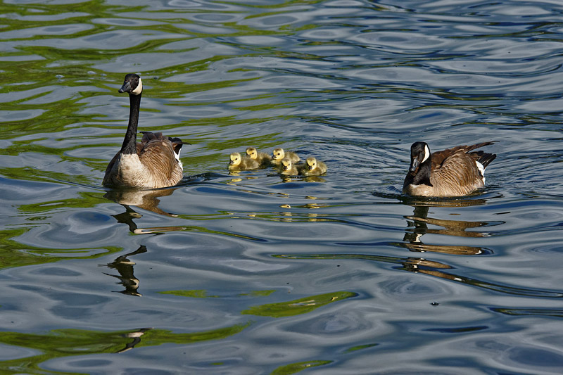 M.E.RosenMom And Dad With Chicks