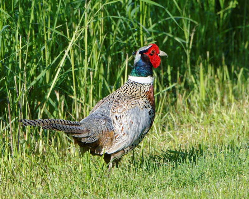 M.E.RosenRing Neck Pheasant