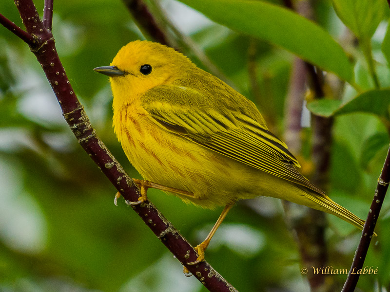William LabbéAmerican Yellow Warbler