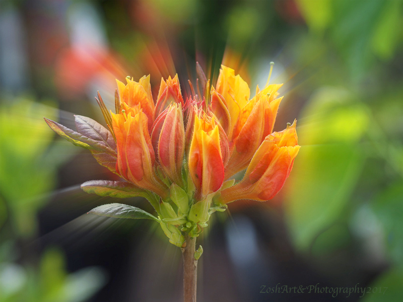 Zosia MillerMother's Day - Azalea