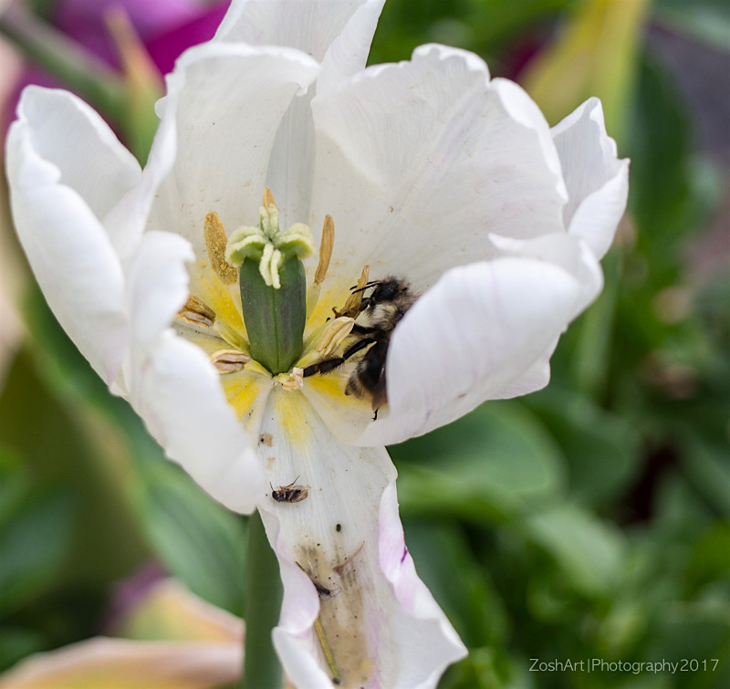 Zosia MillerMother's Day - White Tulip