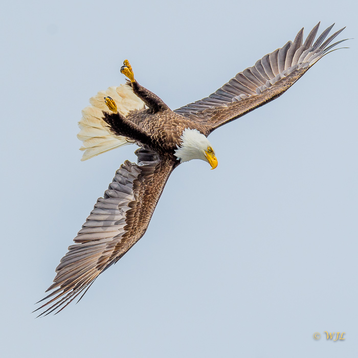 William LabbéBald Eagle Dive
