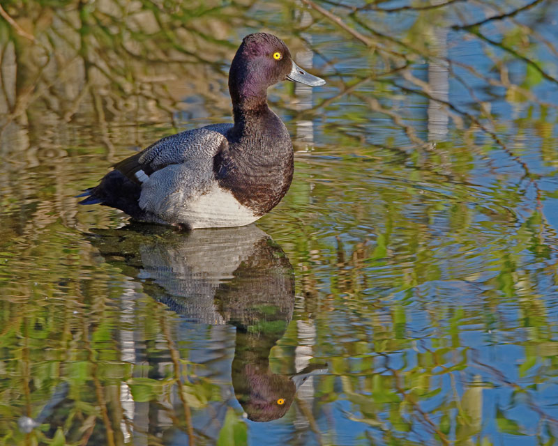 M.E.RosenMale Lesser Scaup