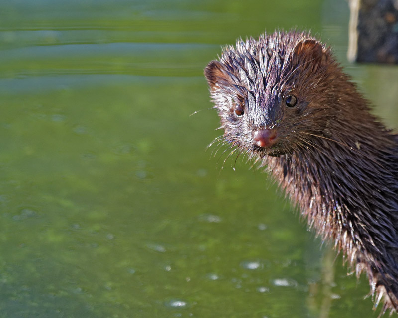 M.E.RosenSon Of Max The Mink II