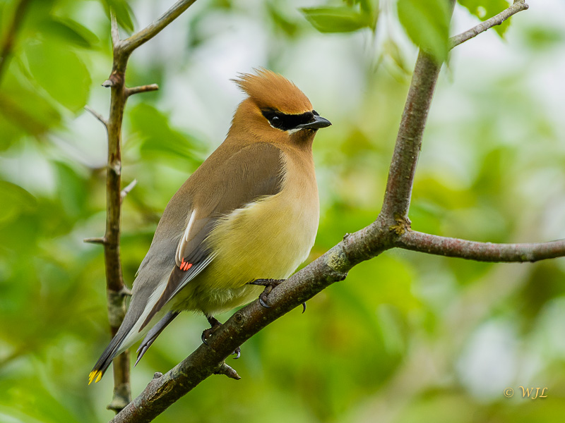 William LabbéCedar Waxwing