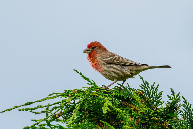 William LabbéHouse Finch