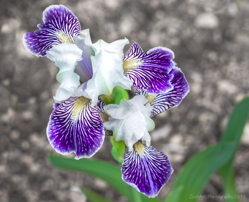 Zosia MillerPurple White Iris