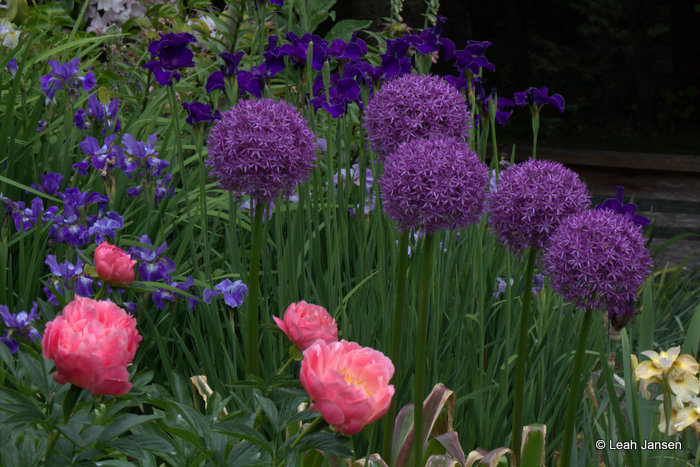 Leah JansenMore Beautiful Flowers