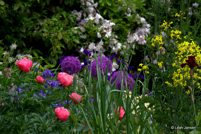 Leah JansenMeadow of Flowers