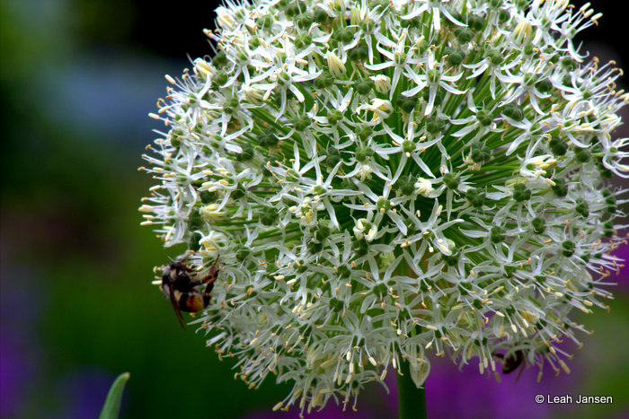 Leah JansenSee the Bee