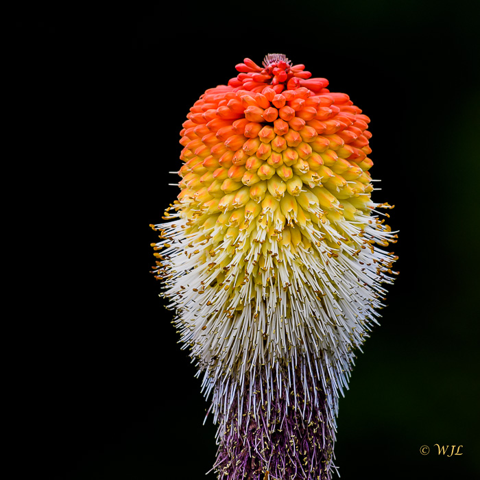 William LabbéKniphofia Fire Glow