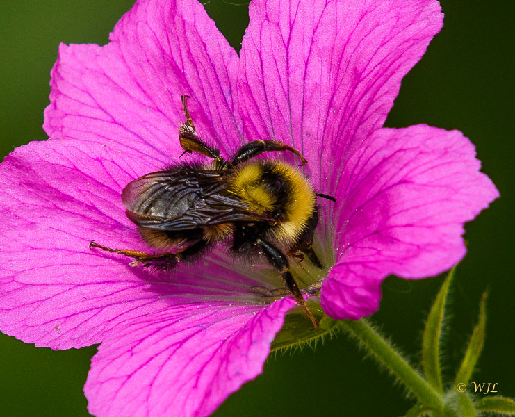 William LabbéYellowbanded Bumble Bee