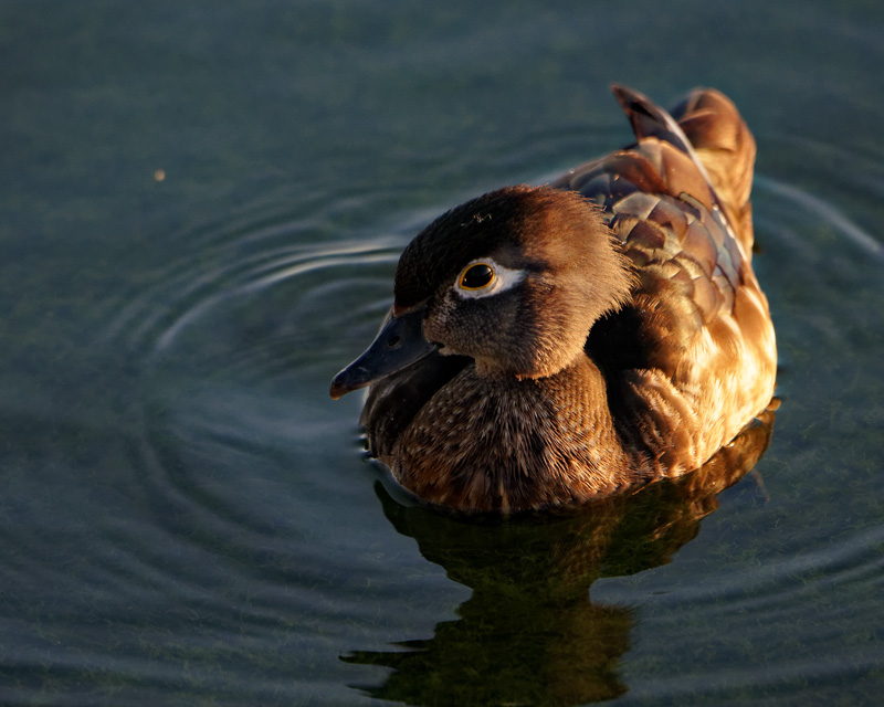 M.E.Rosen<br>Cute Female Wood Duck