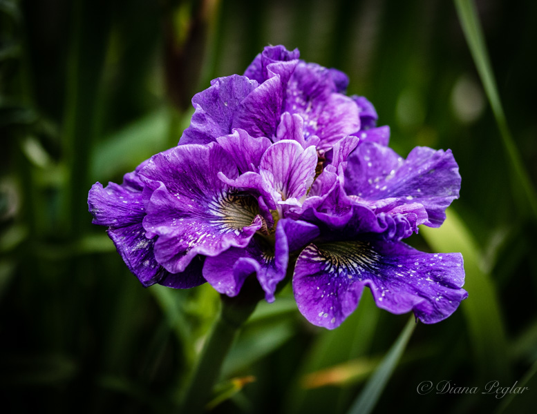Diana PeglarClustered Purple Iris