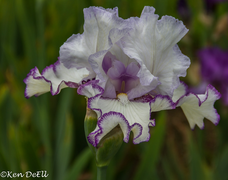 Ken DeEllPurple Fringed Iris