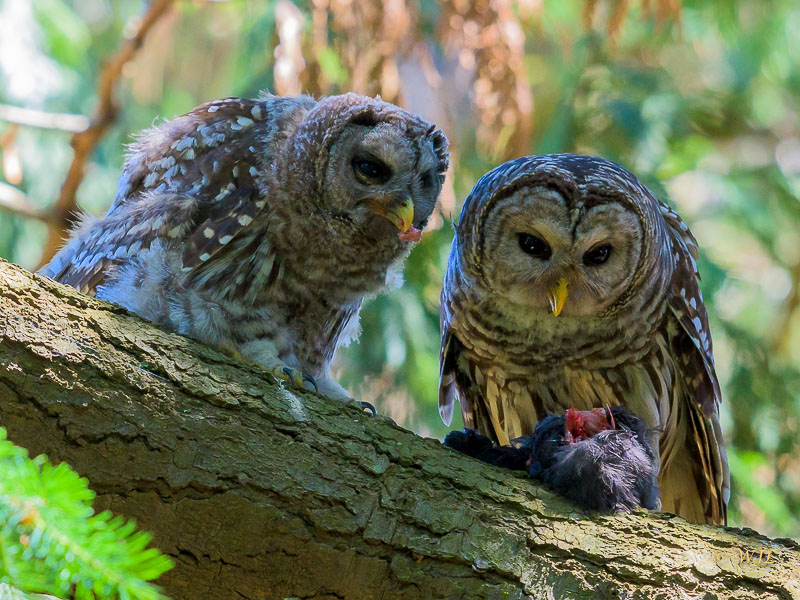 William LabbéSharing Crow With Owlet