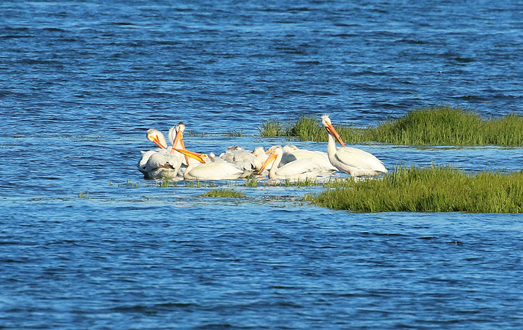 Willie Harvie<br>White pelicans in Cowichan Bay