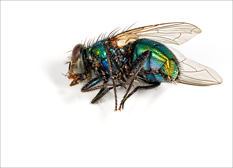 Tony Paine<br>June 2017 Evening Favourites<br>Theme: Macro<br>Blue Bottle Fly - 2nd