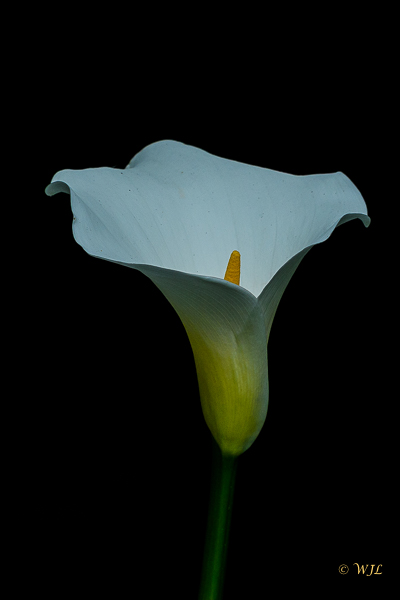 William LabbéCalla Lily