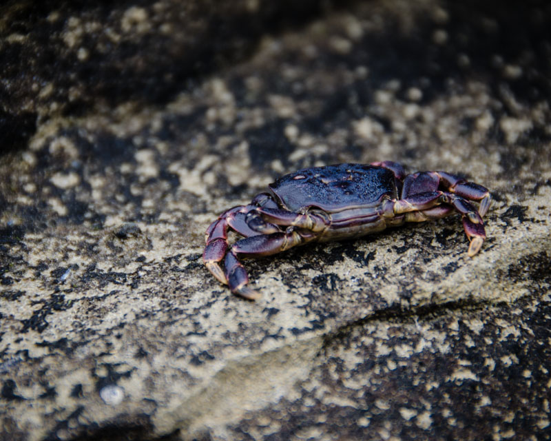 Valerie PaynePilkey Point Wildlife