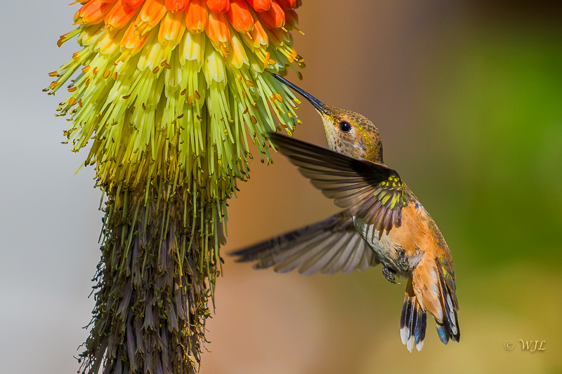 William LabbéRufous Hummingbird