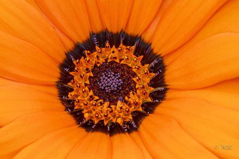 William Labbé Garden Flower