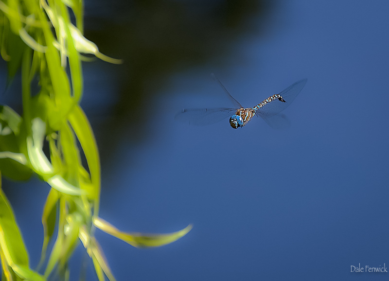 Dale Fenwick11 - DOF - Dragonfly Over Water