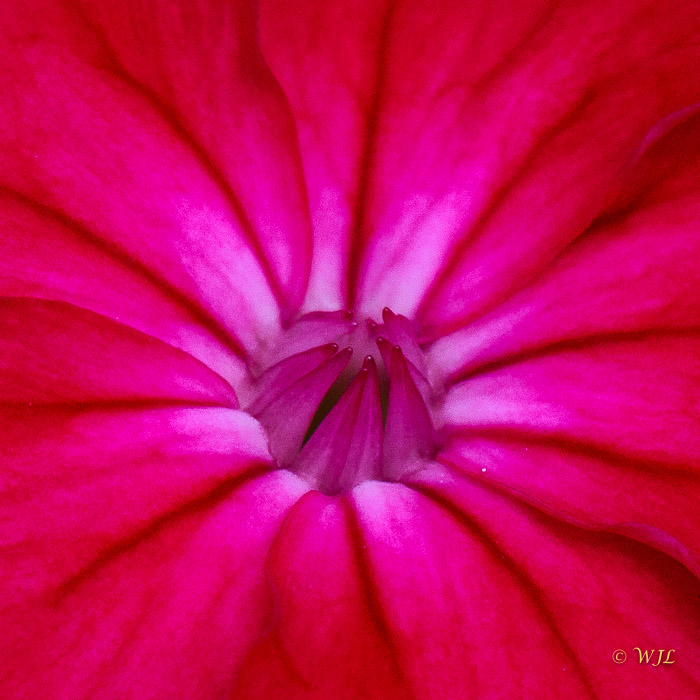 William LabbéRose Campion (Silene coronaria)