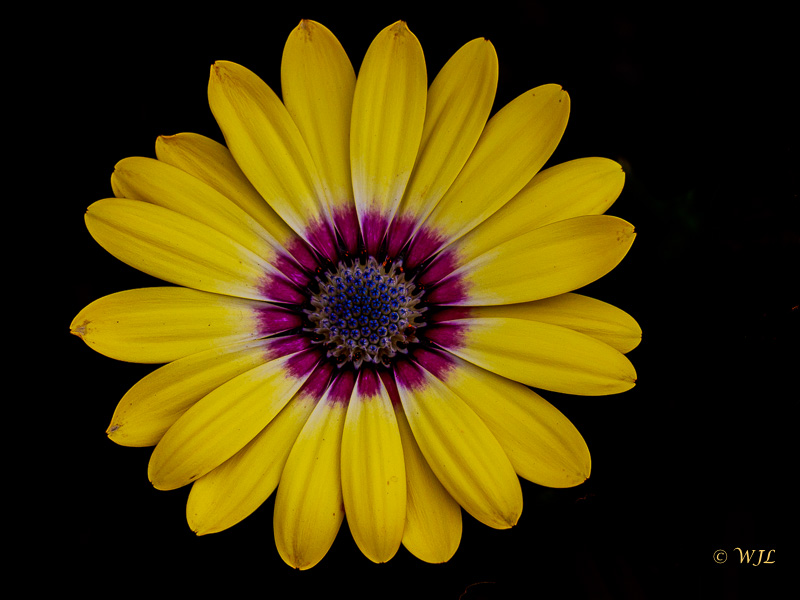 William LabbéBlue Eyed Beauty Osteopermum