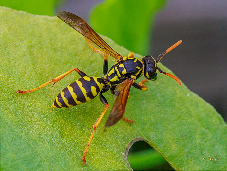 William LabbéYellowjacket Wasp