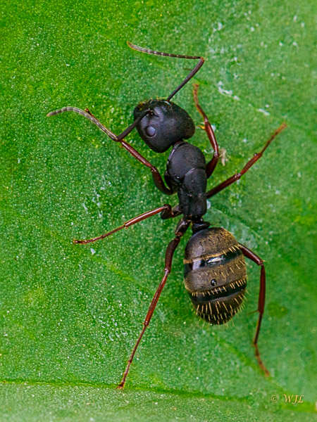 William LabbéBlack Carpenter Ant
