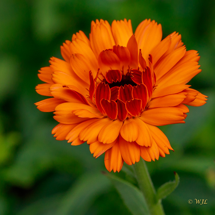William LabbéCalendula Flower