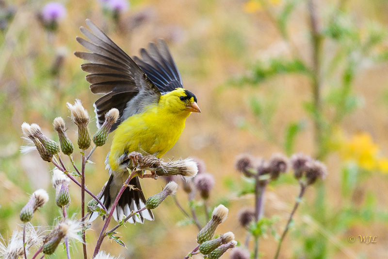 William LabbéAmerican Goldfinch