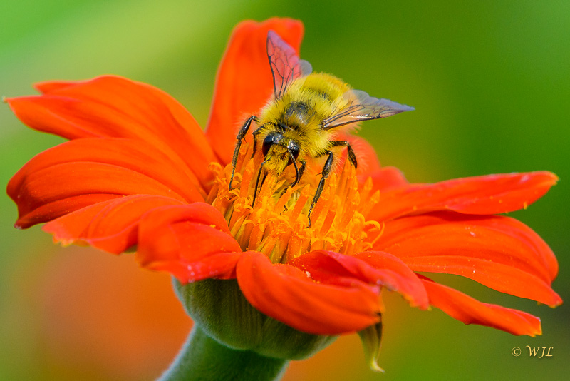 William LabbéYellowbanded Bumble Bee