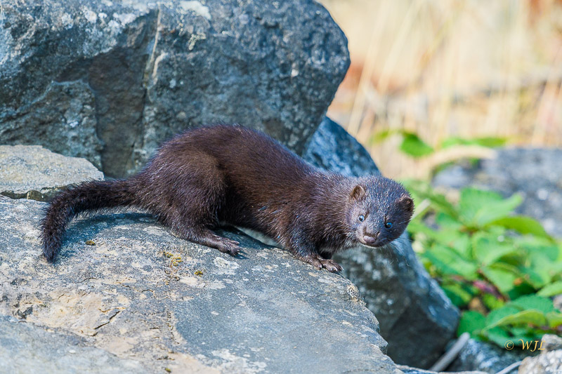 William LabbéMink on the rocks ;-)