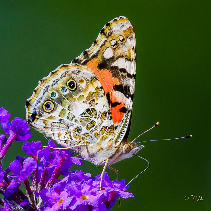 William LabbéPainted Lady Butterfly