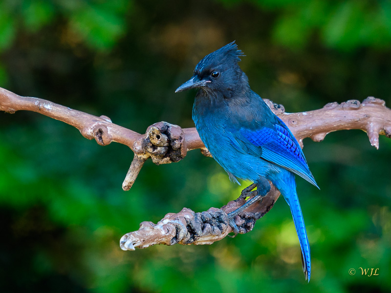 William LabbéSteller's Jay