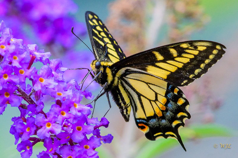 William LabbéAnise Swallowtail (Papilio zelicaon)
