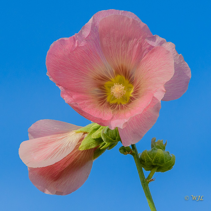 William LabbéHollyhock Flower