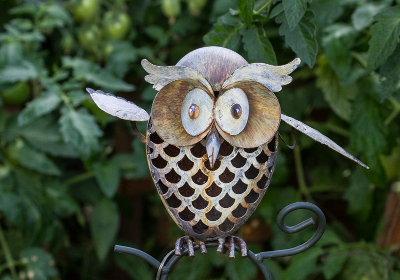 Carl Erland  Common Garden Owl
