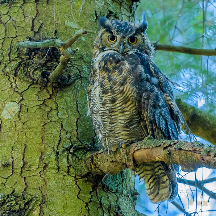 William LabbéGreat Horned Owl