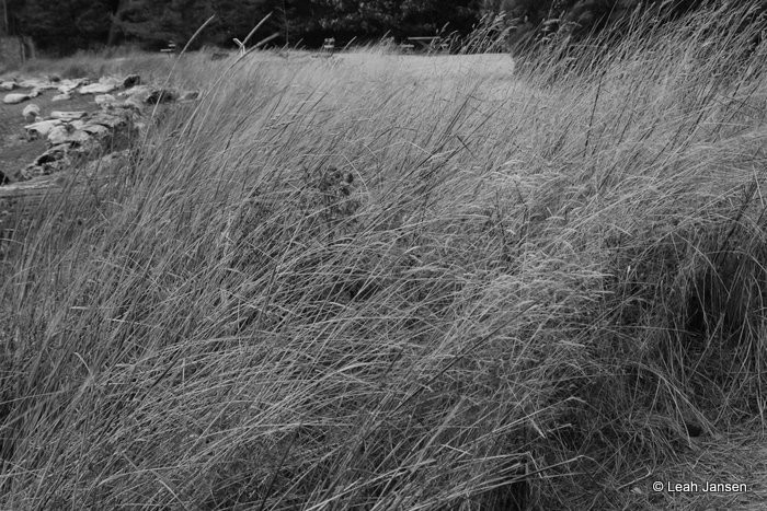 Leah Jansen Windy Grasses